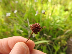 Trifolium carolinianum
