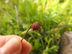Trifolium carolinianum