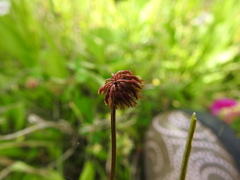 Trifolium carolinianum