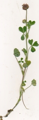 Trifolium carolinianum