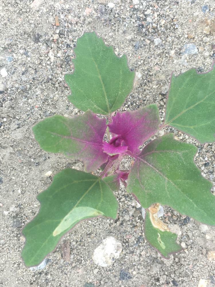 Chenopodium ×
