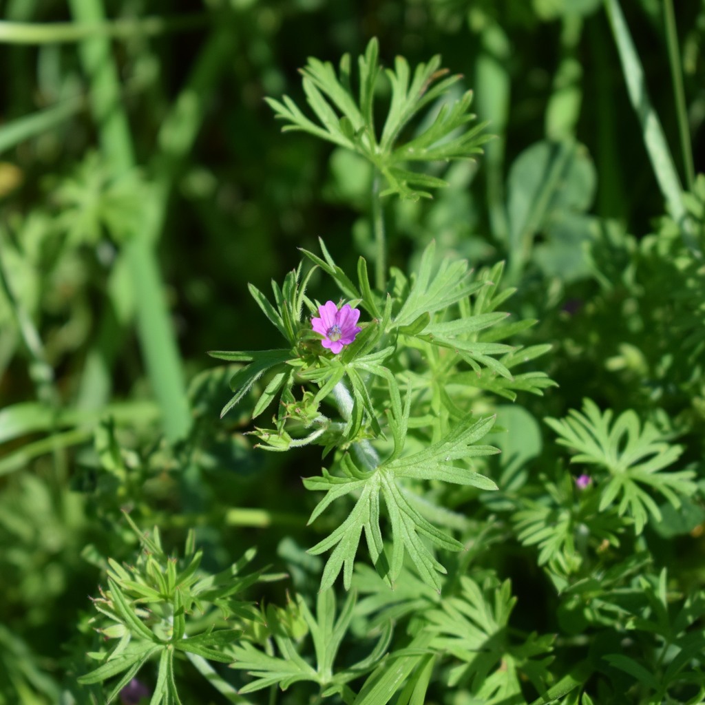 Cut Leaved Crane S Bill From Calero County Park CA USA On April 10