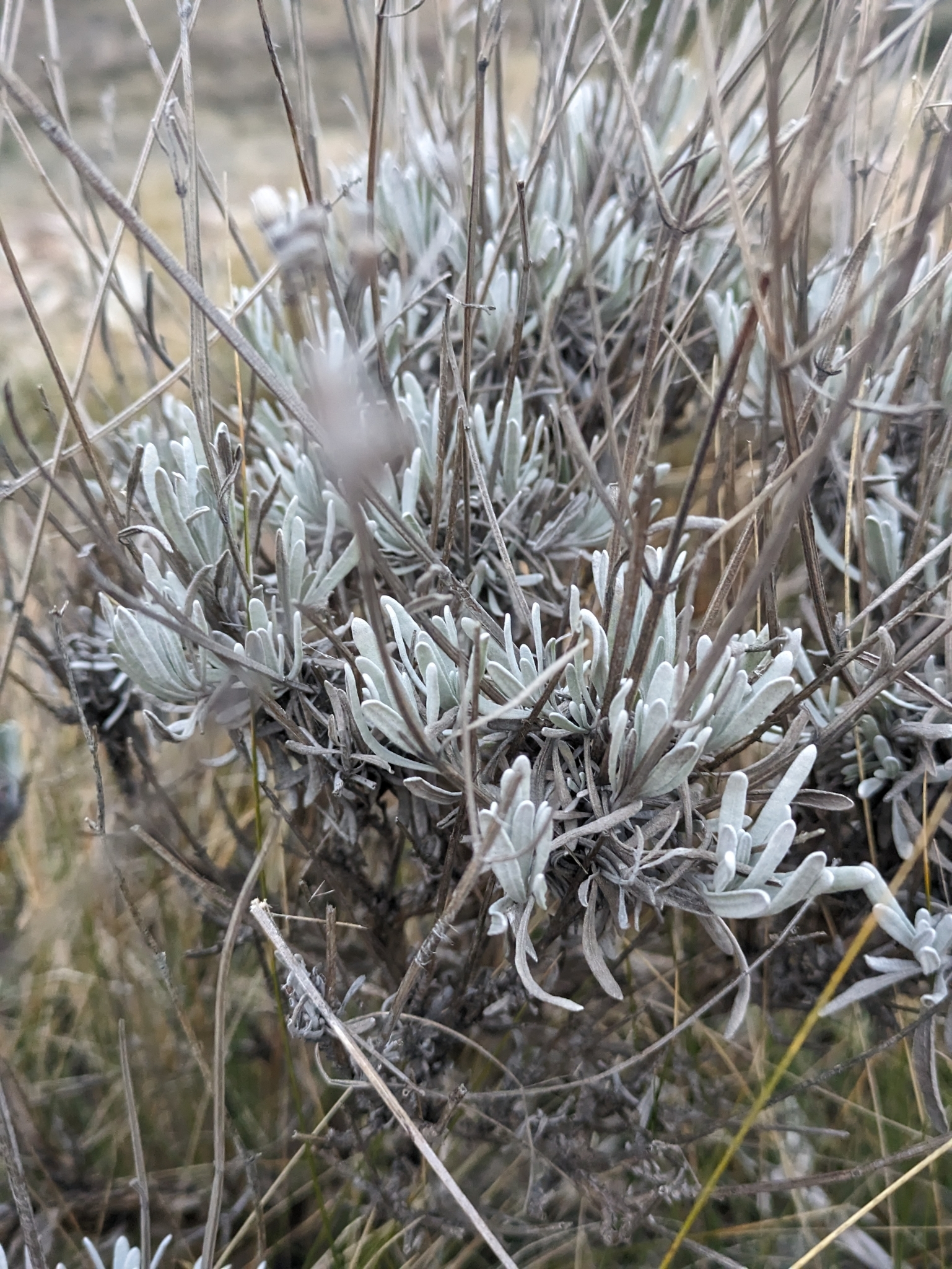 Imagem de Lavanda