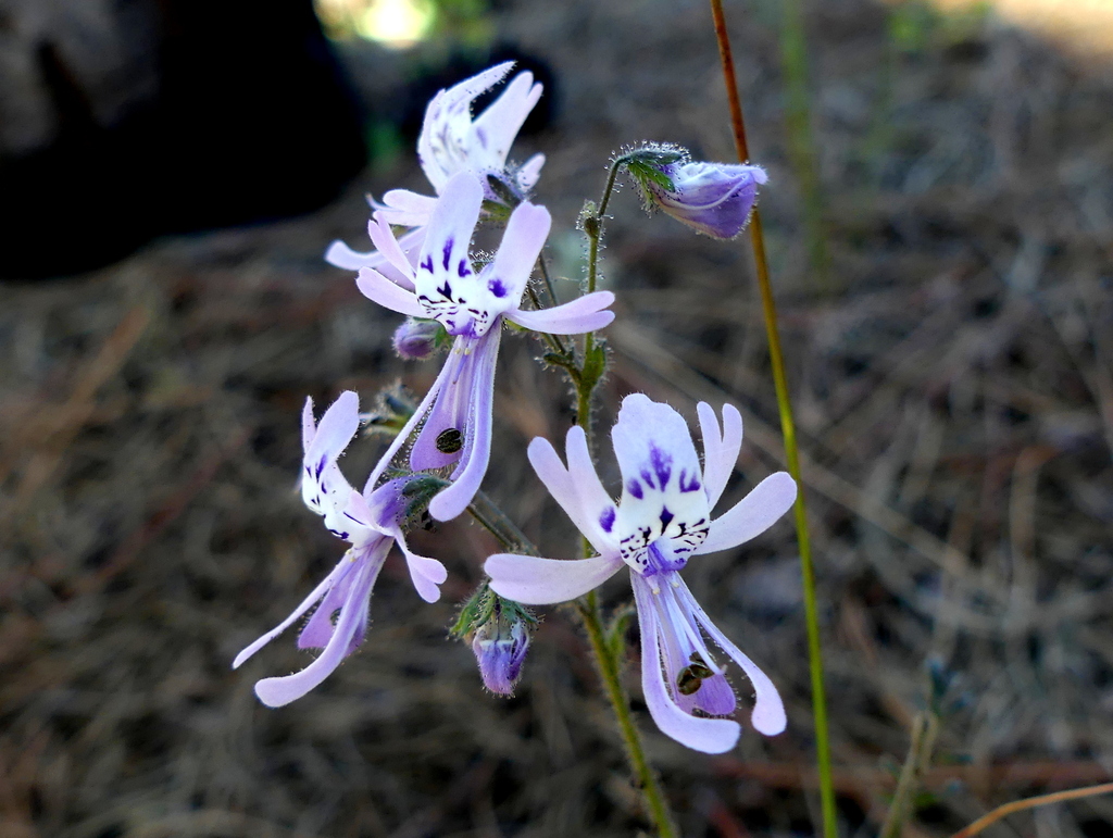 Foto de Flor-borboleta