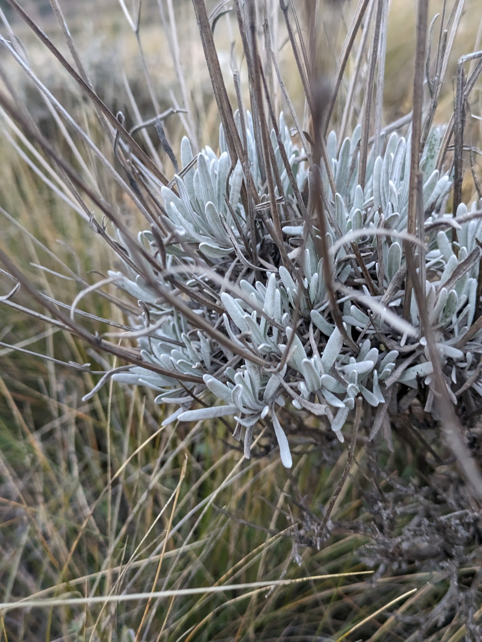 Imagem de Lavanda