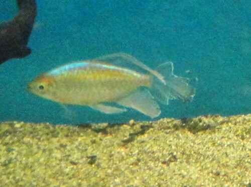 Congo Tetra