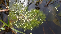 Riccia fluitans