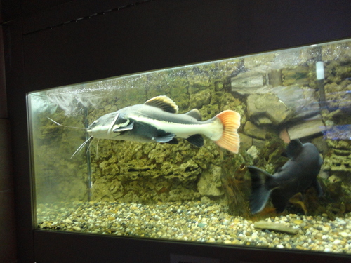 Red Tail Catfish