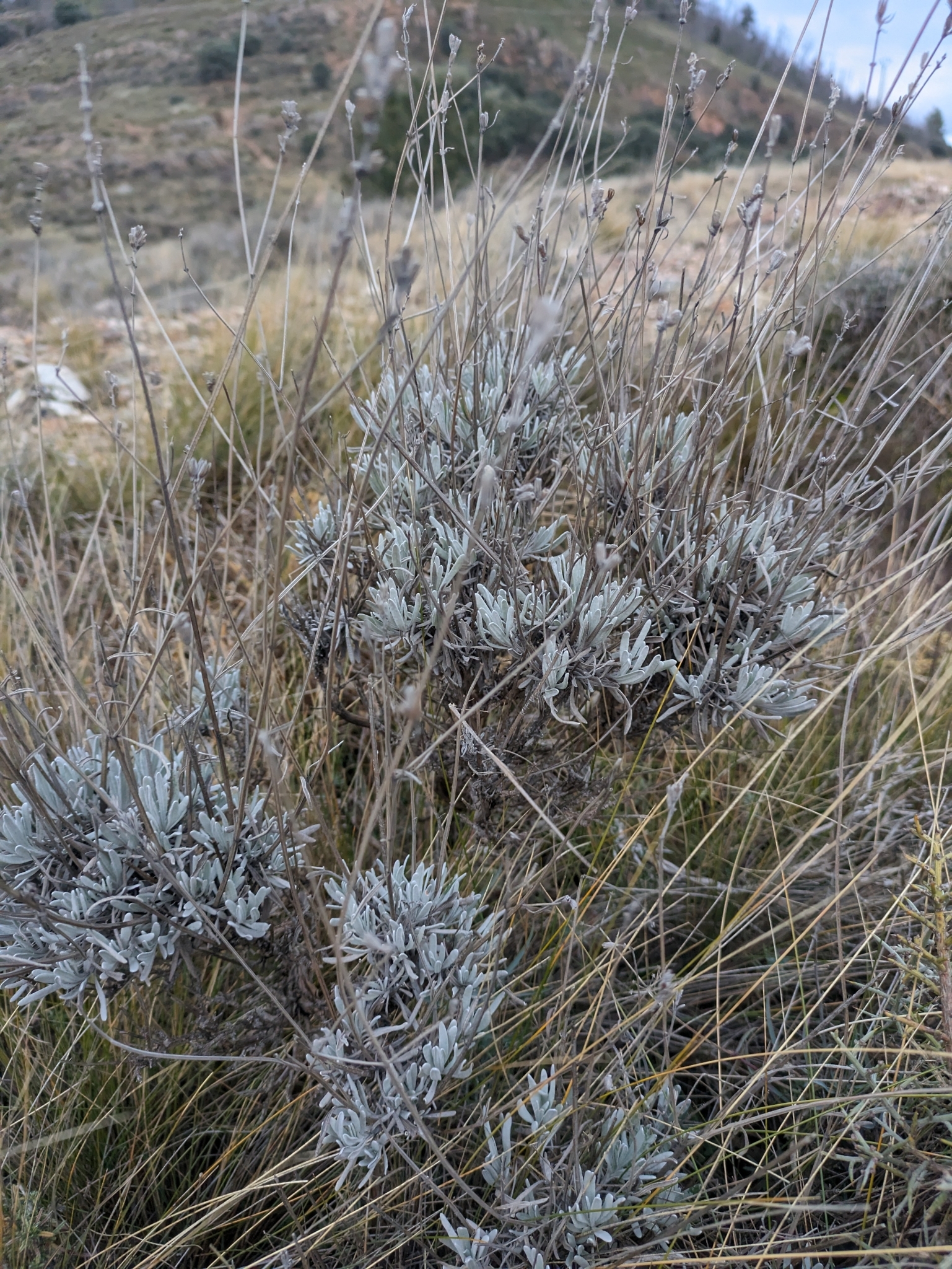 Imagem de Lavanda