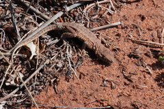 Uta stansburiana uniformis