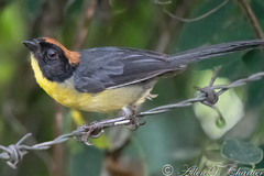 Black-Fronted Brush-Finch photo 2