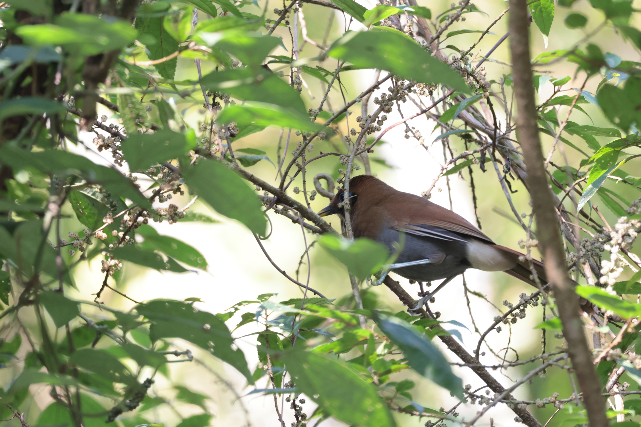Rusty Laughingthrush