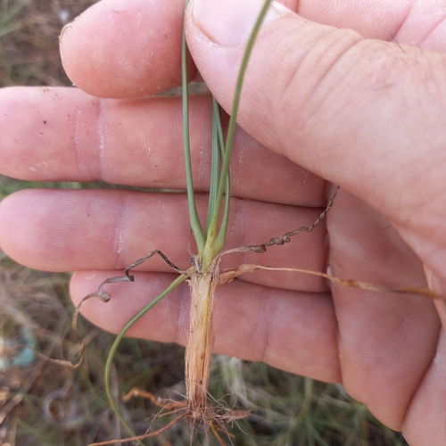 Image of Cyperus usitatus by (c) kevin koen, some rights reserved (CC BY-SA)