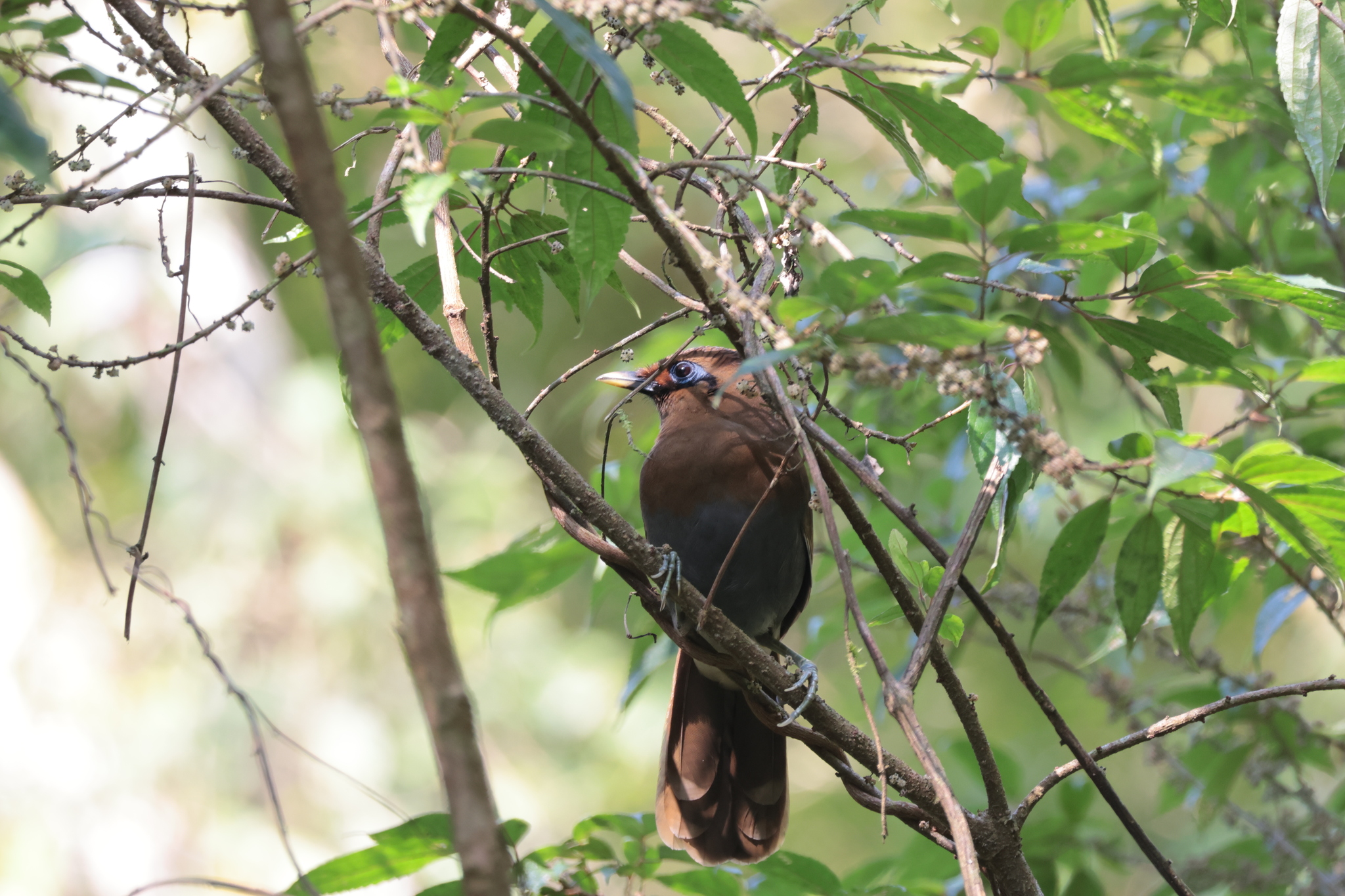 Rusty Laughingthrush
