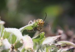 Trirhabda luteocincta