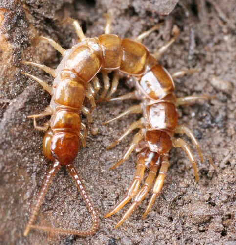 Lithobie des garrigues