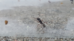 Poneracantha triangularis