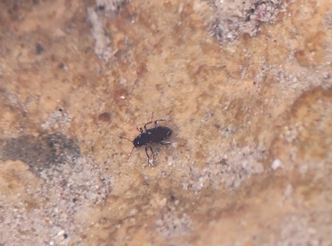 Microcylloepus similis