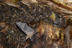 Madagascan Rousette photo 4