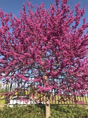 Cercis occidentalis