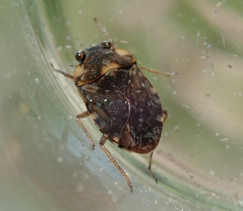 Velvet bug