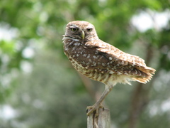 Athene cunicularia floridana