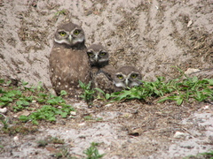 Athene cunicularia floridana