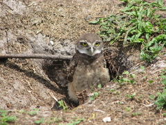 Athene cunicularia floridana