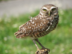 Athene cunicularia floridana