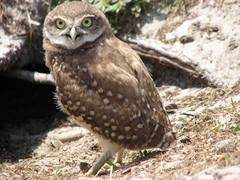 Athene cunicularia floridana