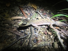 Carphodactylus laevis