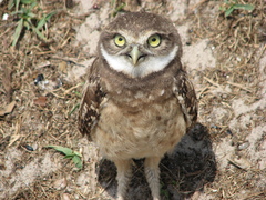 Athene cunicularia floridana