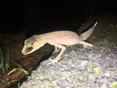 Carphodactylus laevis