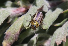 Trirhabda luteocincta