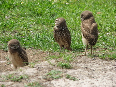 Athene cunicularia floridana