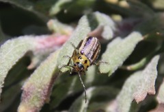 Trirhabda luteocincta