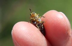 Trirhabda luteocincta