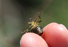 Trirhabda luteocincta