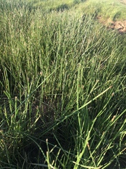 Eleocharis macrostachya