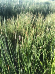 Eleocharis macrostachya