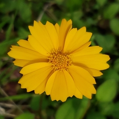 Coreopsis auriculata