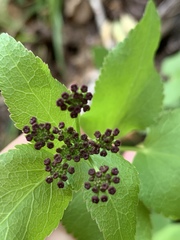 Thaspium trifoliatum trifoliatum