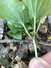 Croomia pauciflora