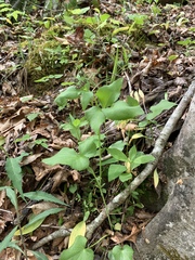 Thaspium trifoliatum trifoliatum