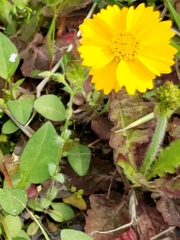 Coreopsis auriculata