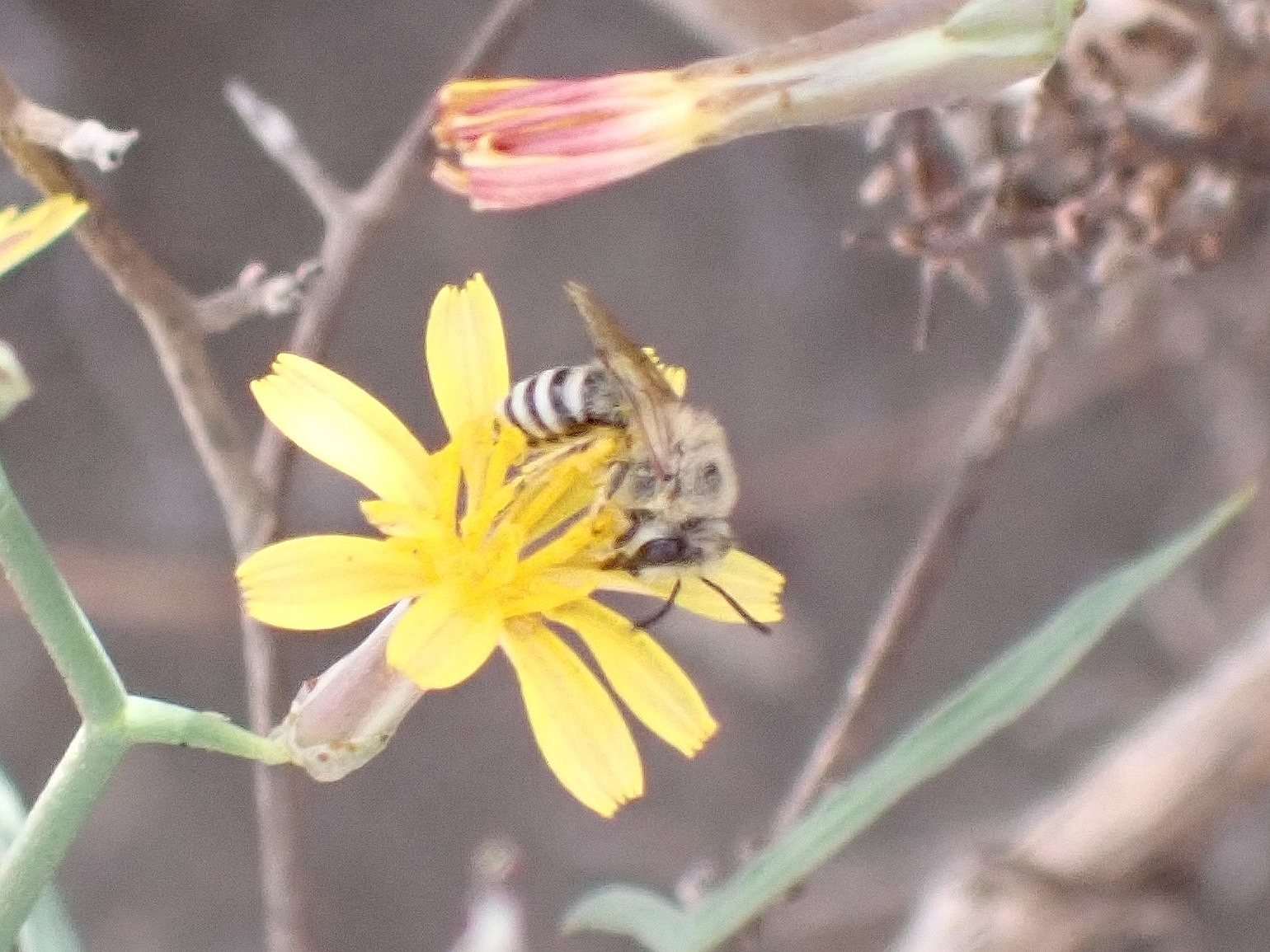 Colletes moricei