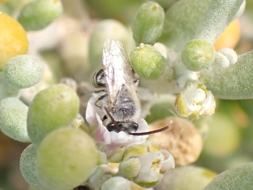 Morice's Cellophane Bee