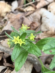 Lithospermum tuberosum