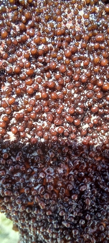 Image of Gigartina polycarpa by (c) Adele SL, some rights reserved (CC BY)