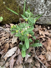 Lithospermum tuberosum